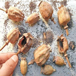 罂粟壳检测公司|广州罂粟壳检测|毒品罂粟壳检验